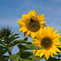 Girasole (Helianthus annuus) bio