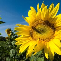 Girasole (Helianthus annuus) bio