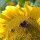 Girasole (Helianthus annuus) bio