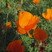 Papavero della California (Eschscholzia californica) biologico semi