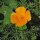 Papavero della California (Eschscholzia californica) biologico semi