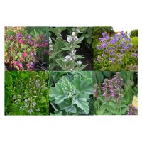 Fiori per lombra (bio) - Set regalo di semi