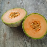 Melone cantalupo Retato degli ortolani (Cucumis melo)...