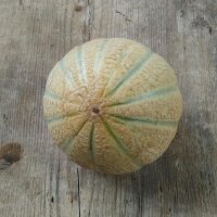 Melone cantalupo Retato degli ortolani (Cucumis melo)...