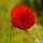 Rosolaccio (Papaver rhoeas)  biologico semi