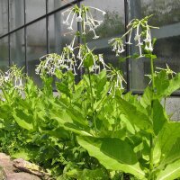 Tabacco silvestre (Nicotiana sylvestris) biologico semi