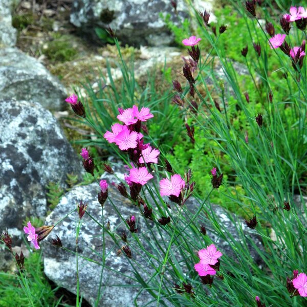 Garofanino dei Certosini (Dianthus carthusianorum) biologico semi