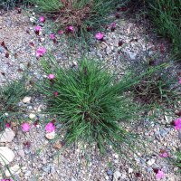 Garofanino dei Certosini (Dianthus carthusianorum) biologico semi