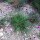 Garofanino dei Certosini (Dianthus carthusianorum) biologico semi