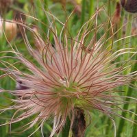 Pulsatilla comune (Pulsatilla vulgaris) biologico semi