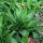 Aglio orsino (Allium ursinum) biologico semi