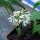 Aglio orsino (Allium ursinum) biologico semi