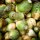 Rutabaga gialla della Frisia (Brassica napus subsp. rapifera) biologica semi