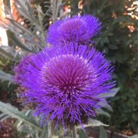 Cardo (Cynara cardunculus) biologico semi