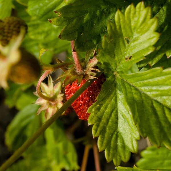 Fragolo di bosco (Fragaria vesca) biologico semi