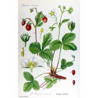 Fragolo di bosco (Fragaria vesca) biologico semi