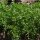 Lenticchia (Lens culinaris) bio