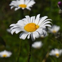 Camomilla vera (Matricaria chamomilla) semi