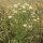 Camomilla vera (Matricaria chamomilla) semi