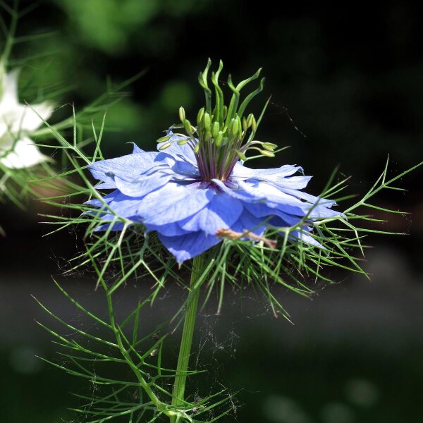 Damigella (Nigella damascena) semi biologici