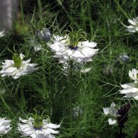 Damigella (Nigella damascena) semi biologici