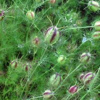 Damigella (Nigella damascena) biologica semi