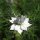Damigella (Nigella damascena) semi biologici