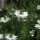 Damigella (Nigella damascena) biologica semi