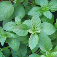 Basilico di cannella messicano (Ocimum basilicum) biologico semi