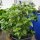 Basilico di cannella messicano (Ocimum basilicum) biologico semi