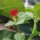 Pisello da caffè (Tetragonolobus purpureus) biologico semi