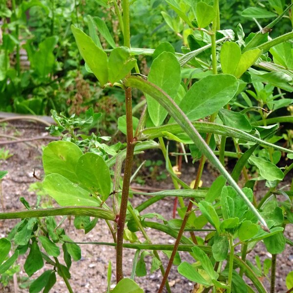 Fieno greco (Trigonella foenum-graecum) biologico semi