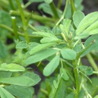 Fieno greco (Trigonella foenum-graecum) biologico semi