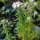 Menta montana americana (Pycnanthemum pilosum) biologico semi