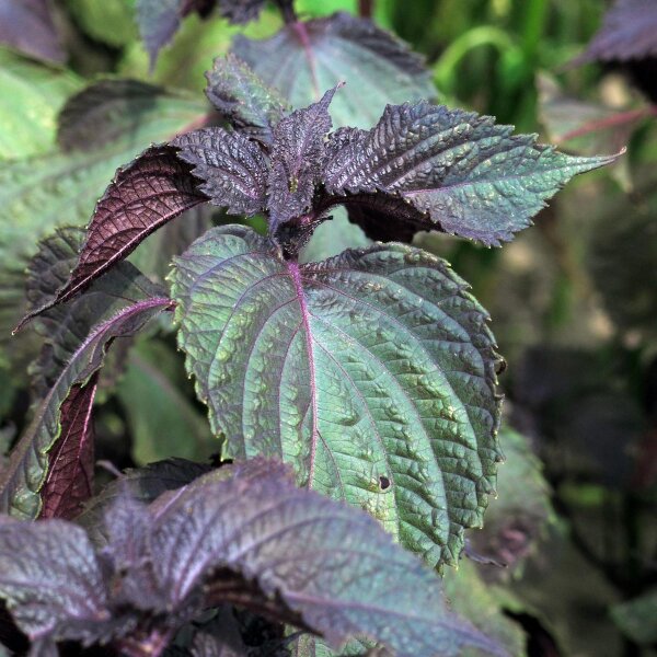 Semi Shiso Rosso (Perilla Frutescens) - Circa 200 Semi Per Cucina Giapponese