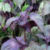 Shiso rosso (Perilla frutescens) semi