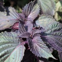 Shiso rosso (Perilla frutescens var. purpurascens) semi