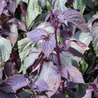 Shiso rosso (Perilla frutescens var. purpurascens) semi