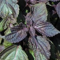 Shiso rosso (Perilla frutescens var. purpurascens) semi