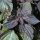Shiso rosso (Perilla frutescens var. purpurascens) semi
