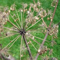 Angelica (Angelica archangelica) biologico semi