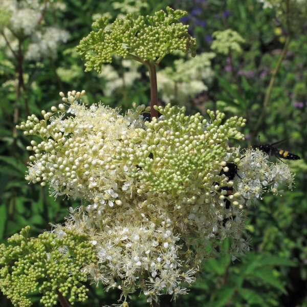 Olmaria (Filipendula ulmaria) biologica semi