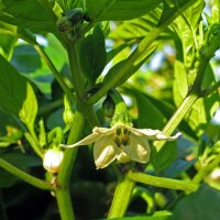 Peperoncino Jalapeño (Capsicum anuum) biologico semi