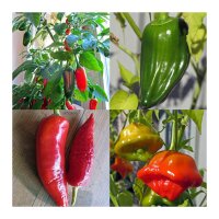 Rinomate varietà classiche di peperoncino (bio) - Set regalo di semi