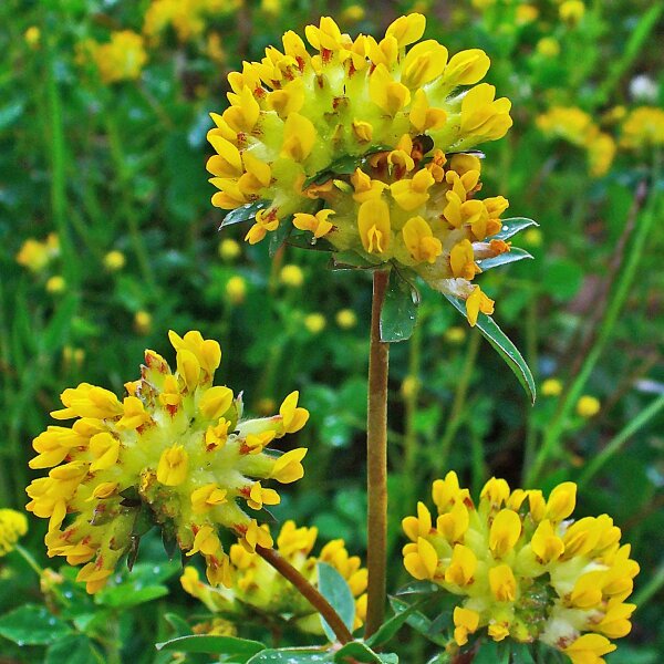 Antillide vulneraria (Anthyllis vulneraria) semi