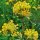 Antillide vulneraria (Anthyllis vulneraria) semi
