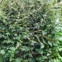 Artemisia comune (Artemisia vulgaris) biologica semi