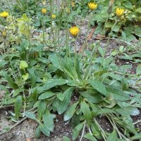 Pilosella (Hieracium pilosella) biologica semi