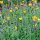 Pilosella (Hieracium pilosella) biologica semi