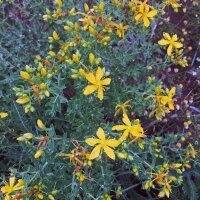 Erba di San Giovanni (Hypericum perforatum) biologica semi